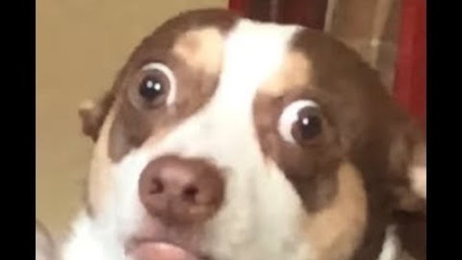 What can we do about my dad's dog?