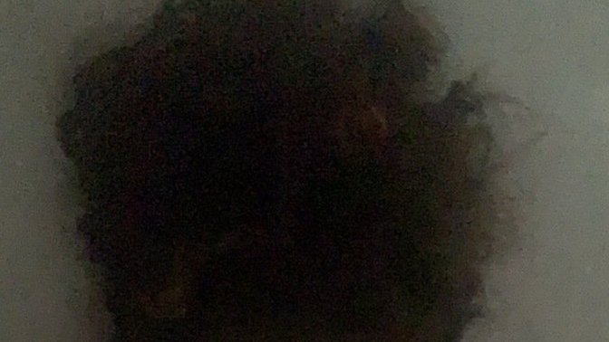 Can anyone beat this bun size lol?