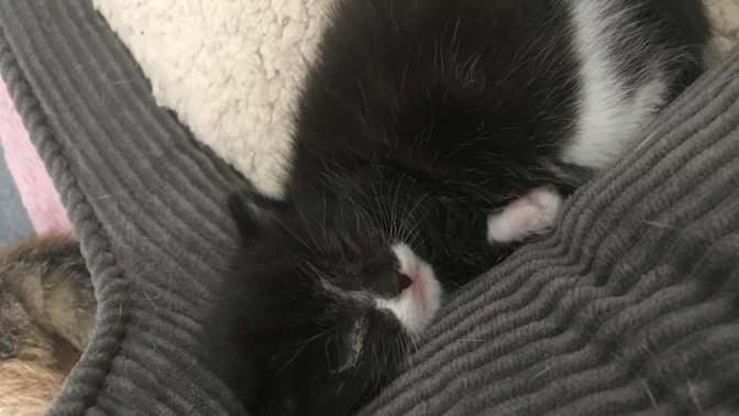 Help what has happened to my kittens eye?