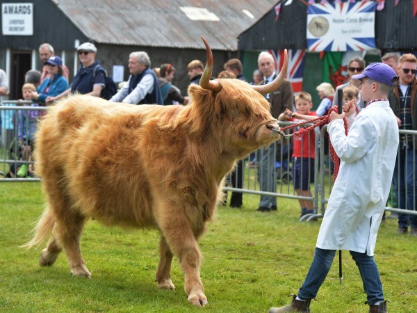 Have you NEVER seen a cow?