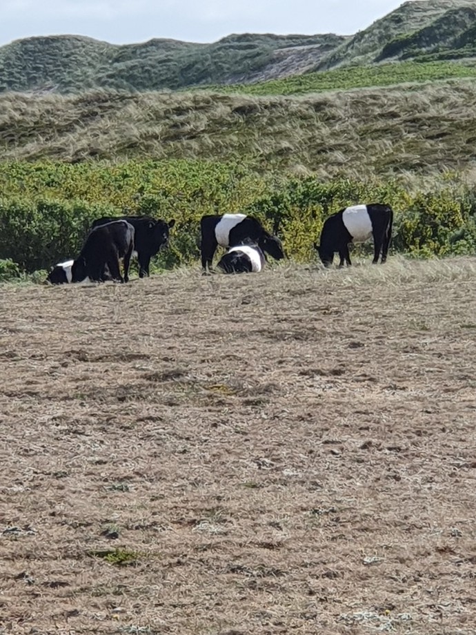 Have you NEVER seen a cow?