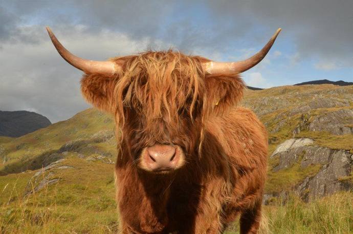 Scottish Highland Cow, a Hairy Coo