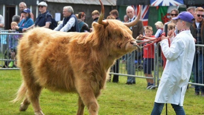 Have you NEVER seen a cow?