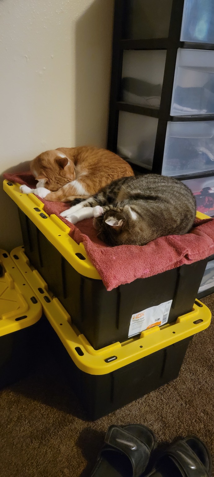Do you have pets?