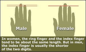 Does your digit ratio match your gender?