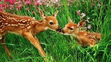Whats cuter- baby cow or baby deer?