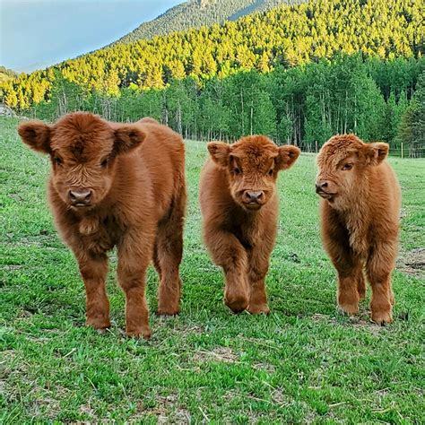Whats cuter- baby cow or baby deer?