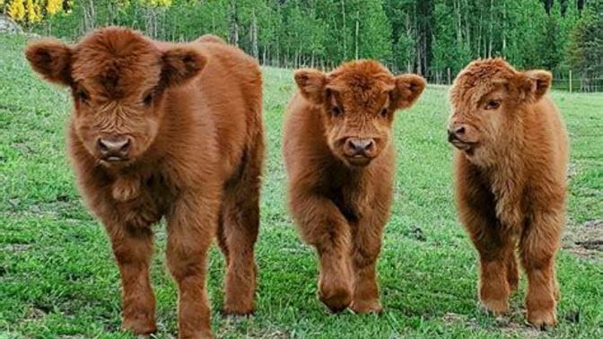 What's cuter- baby cow or baby deer?