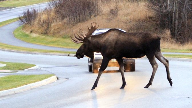 Have you ever roadkilled an animal?