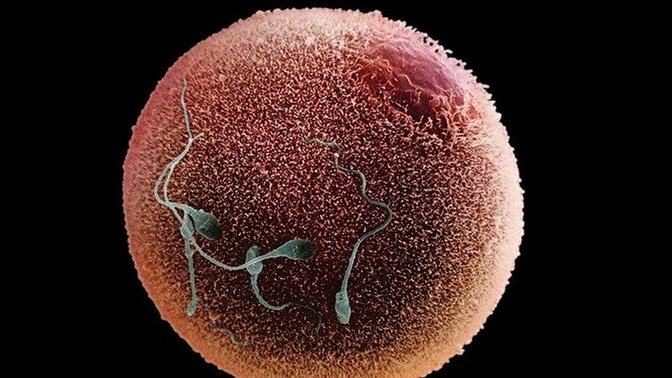 Would you ever eat a human egg?