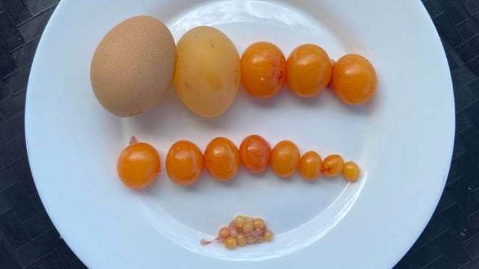 Should grocery stores be allowed to sell human eggs?