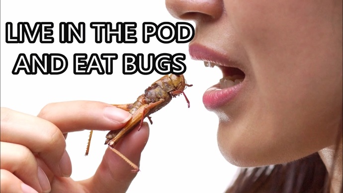 Will YOU eat the bugs?