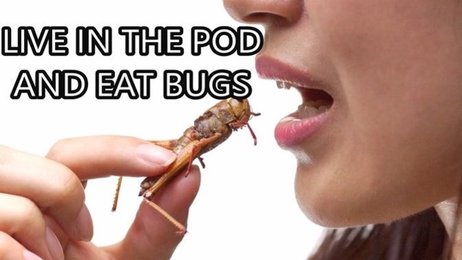 Will YOU eat the bugs?