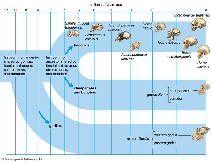 Which human race/ethnicity is genetically closest to chimpanzees?