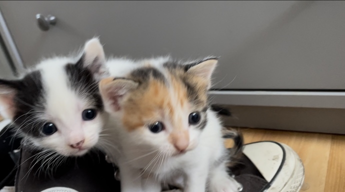 Which adorable kitty ๐ฑ would you choose?