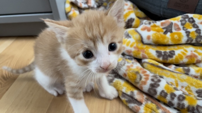 Which adorable kitty ๐ฑ would you choose?