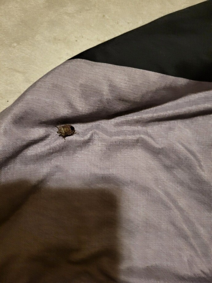 Can anyone identify this bug?