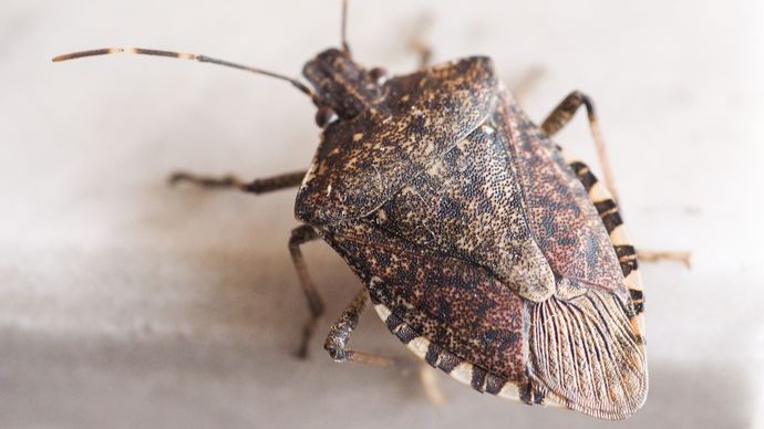 Can anyone identify this bug?