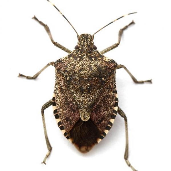 Can anyone identify this bug?