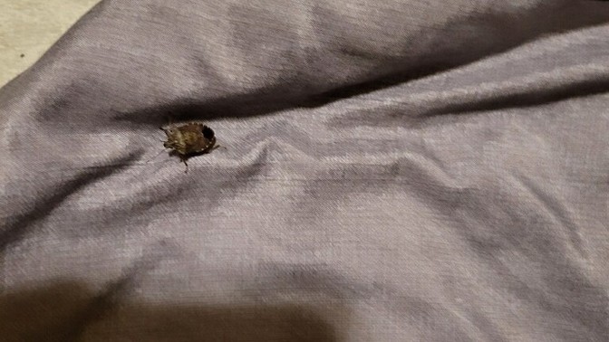 Can anyone identify this bug?
