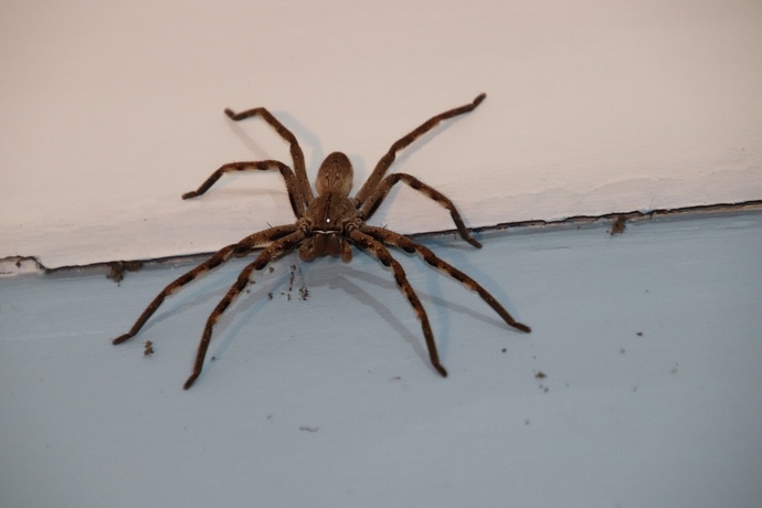 Ladies, you found the guy of your dreams (6ft tall, 7” package, makes six figures, handsome, dark green eyes, etc) but is scared of spiders?