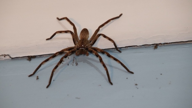 Ladies, you found the guy of your dreams (6ft tall, 7” package, makes six figures, handsome, dark green eyes, etc) but is scared of spiders?