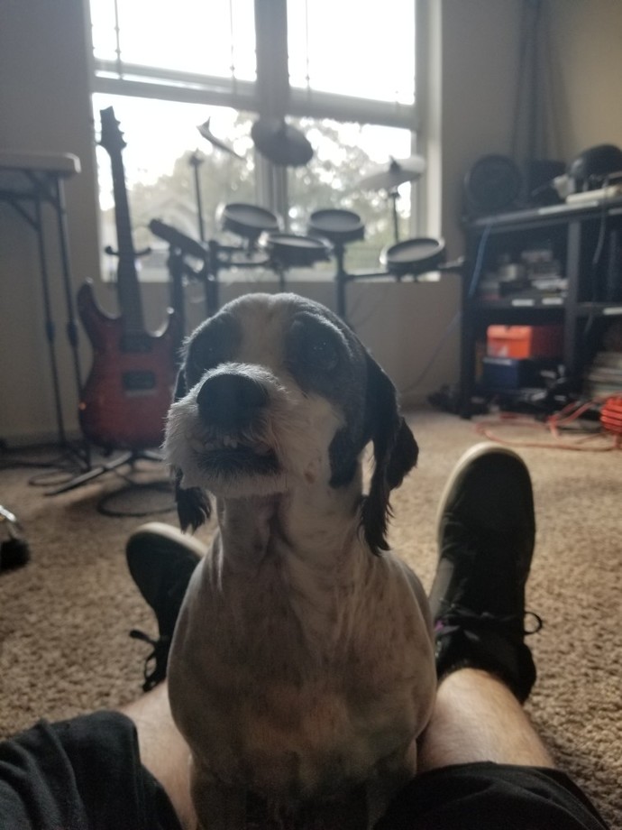 I have a couple new friends, post pictures of yours 😺🐶?
