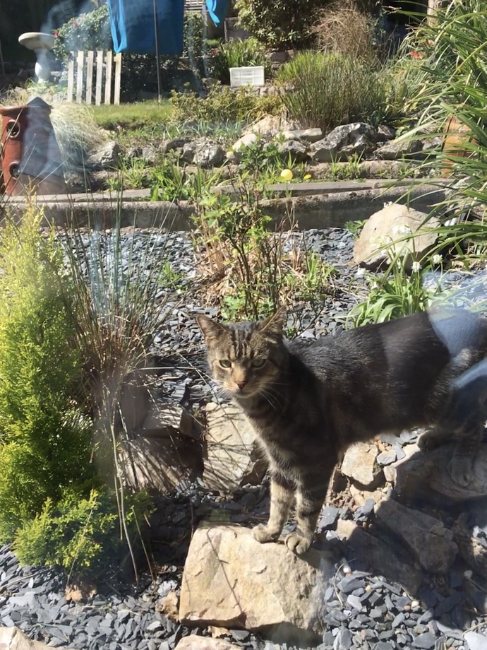 I have a couple new friends, post pictures of yours 😺🐶?