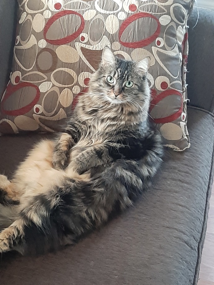 I have a couple new friends, post pictures of yours 😺🐶?
