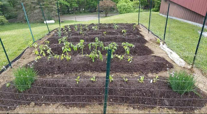Does anyone here grow there one veg?