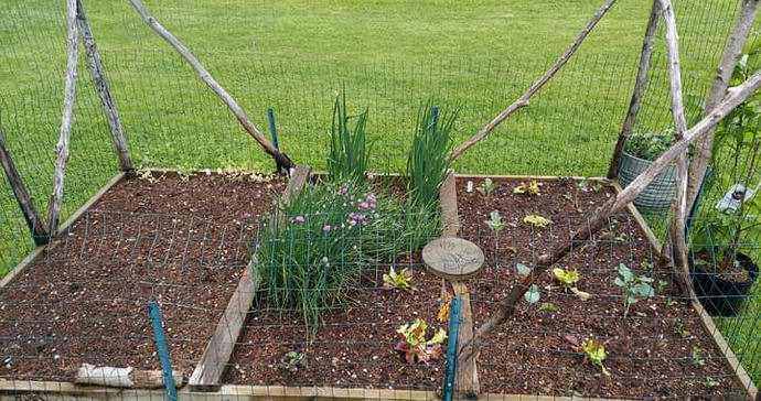 Does anyone here grow there one veg?