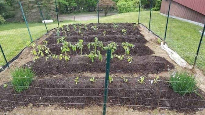 Does anyone here grow there one veg?