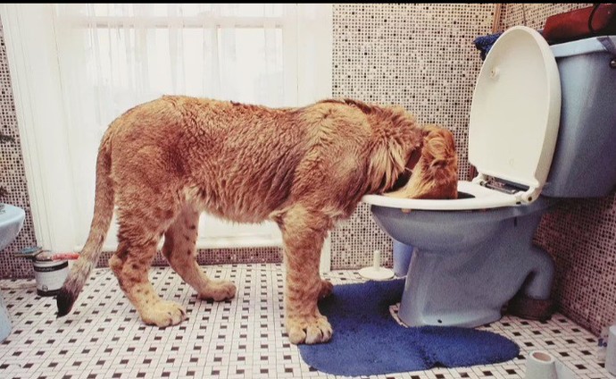 Why does my cat drink out of the toilet?
