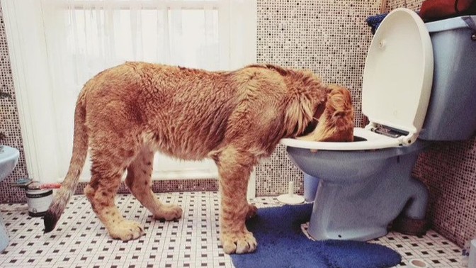 Why does my cat drink out of the toilet?
