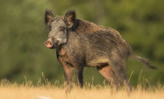 Why are pigs so ugly?