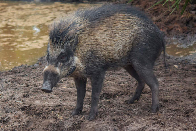Why are pigs so ugly?