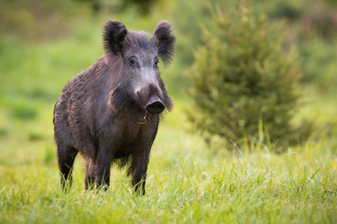Why are pigs so ugly?
