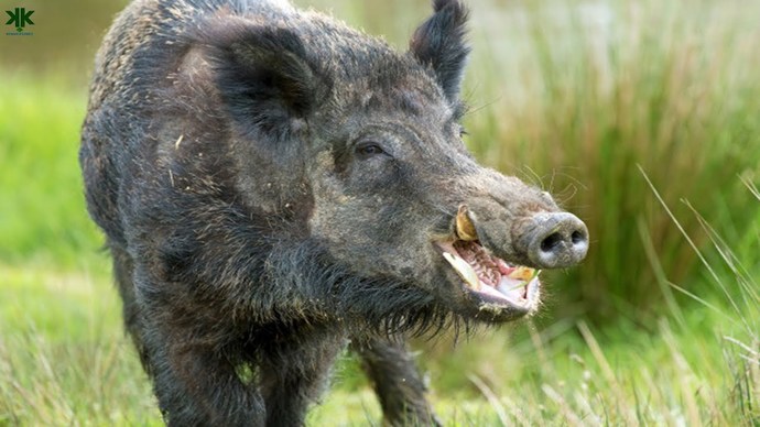 Why are pigs so ugly?