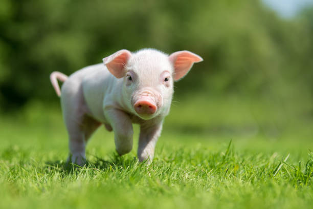 Why are pigs so ugly?