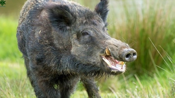 Why are pigs so ugly?
