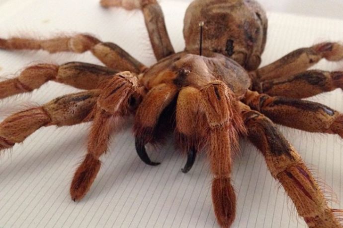 Is tranchula a good pet?