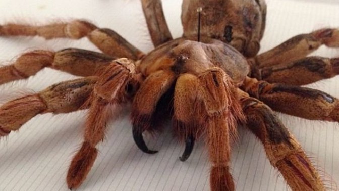 Is tranchula a good pet?