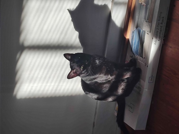 Am I the only one afraid of cats?