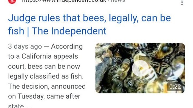 Would you go bee fishing?