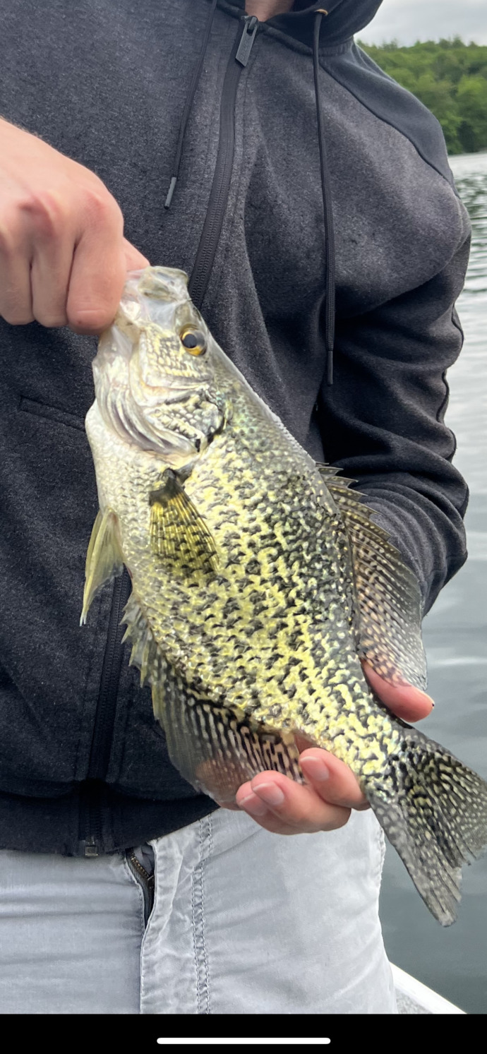 Caught my first ever calico bass (aka black crappie), and it was a BEAUTY. Just a gorgeous species of fish, zoomed in to highlight the markings.