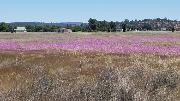 May Wildflowers 