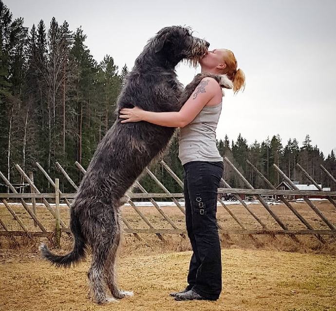 I've never knew dogs could be so big :0 why did no one tell me?