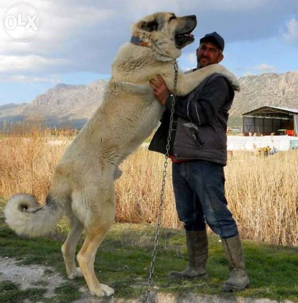 What is the biggest dog you've ever seen?