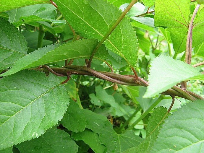 Bindweed- useless clinging vine, ready to strangle all your best efforts. - -