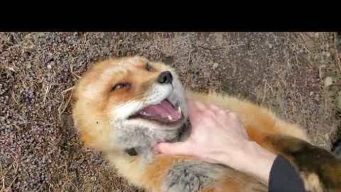 Do you sound like this when you laugh?
